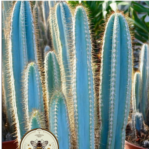 NEW! 10 Blue Torch Cactus Seeds, Pilosocereus Azureus, PI9010