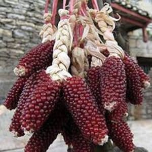 STRAWBERRY CORN 20 SEEDS RARE HEIRLOOM NON-GMO RED SWEET POPCORN TASTY USA STRAWBERRY CORN 20 SEEDS RARE HEIRLOOM NON-GMO RED SWEET POPCORN TASTY USA