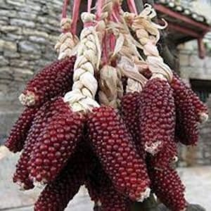 Organic Strawberry Corn Seeds, Popcorn, Pink Corn Meal, Red Ornamental Corn, Zea Mays ZM0330