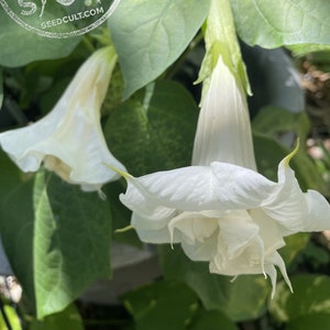 White Ballerina Devil’s Trumpet Flower Seeds DA0210