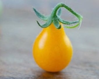 Organic Yellow Pear Tomato Seeds, Heirloom, Non-GMO, Solanum Lycopersicum LY1620