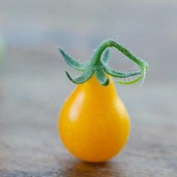 Organic Yellow Pear Tomato Seeds, Heirloom, Non-GMO, Solanum Lycopersicum LY1620