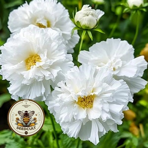 May include: Close-up of several white flowers with ruffled petals and yellow centers. A flower bud is visible, along with green foliage. A circular logo with a bee and the text "SEEDCULT" is in the lower left corner.