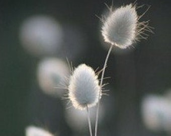 Bunny Tails Ornamental Grass Seeds, Dried Flowers, Crafts, Lagarus Ovatus LG0125