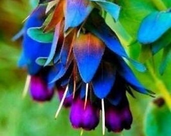 Cerinthe Major, Pride of Gibraltar, graines d'hydroptère, plante de crevette bleue, Purpurascens CM0110