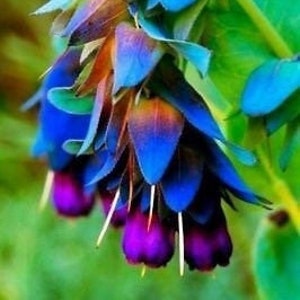 Cerinthe Major, Pride of Gibraltar, Honeywort Seeds, Blue Shrimp Plant, Purpurascens CM0110