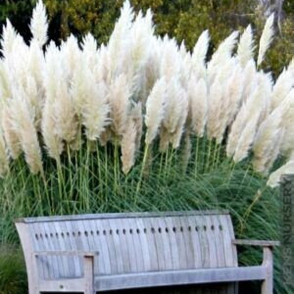 White Pampas Grass Seeds, Cortaderia Selloana, Tall Grasses, CT011C