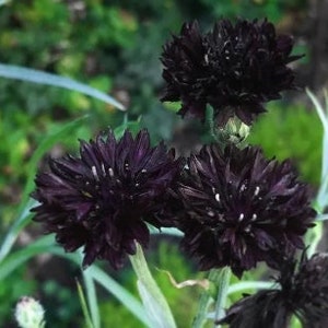 Bulk Double Black, Edible Cornflower Seeds, Gothic Garden, Centaurea Cyanus, Tall CN011C