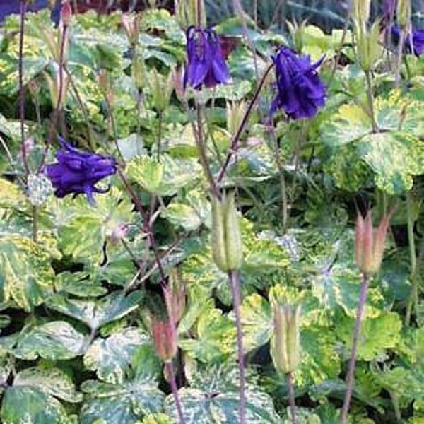 RARE Variegated Columbine, Lime Frost Seeds, Purple Flowers, Flowering Shade Perennial, Aquilegia Vulgaris AQ0510