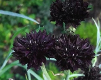 Bulk Double Black, Edible Cornflower Seeds, Gothic Garden, Centaurea Cyanus, Tall CN011C