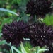 see more listings in the Perennial Seeds section