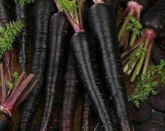 Black Nebula Carrot Seeds, Organic Daucus Carota, Jet Black Carrots DC0450