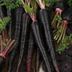 Black Nebula Carrot Seeds, Organic Daucus Carota, Jet Black Carrots DC0450