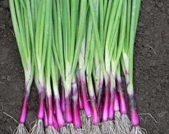 Apache Scallion Seeds, Purple Sweet Bunching Onion, Fast Grower, Allium AL4150