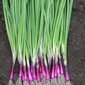 Apache Scallion Seeds, Purple Sweet Bunching Onion, Fast Grower, Allium AL4150