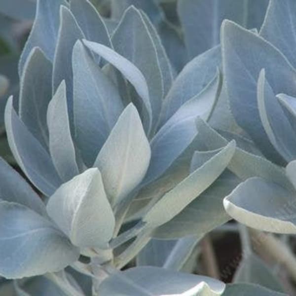 White Sage Seeds, Smudging Sage, Bee Sage, Sacred Sage, Salvia Apiana SA0750