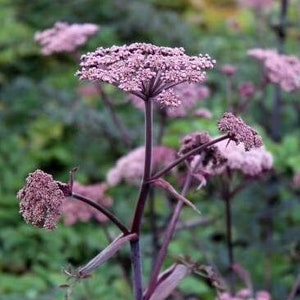 Ebony Holy Ghost, Angelica Seeds, Angelica Sylvestris Ebony AN0210 image 1