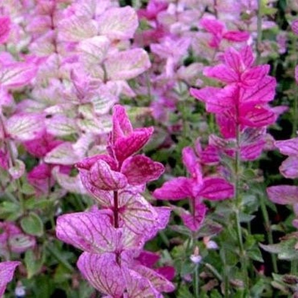 Bulk Pink Sunday Sage Seeds, Salvia Hominum SA031C