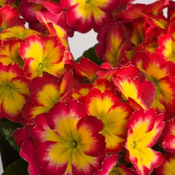 Supernova Fire Primrose Seeds, Primula Polyantha PM3710