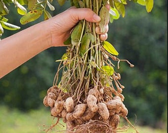 Organic Jumbo Peanut Seeds, Arachis Hypogaea AR0210