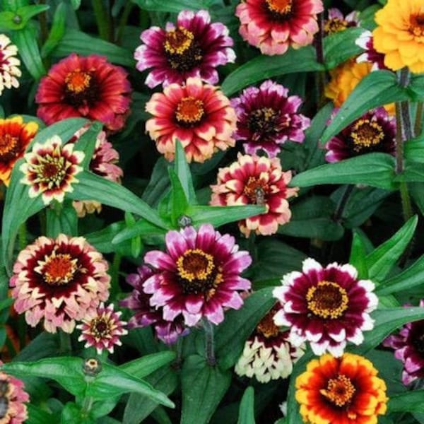 25 Aztec Sunset Mix Zinnia Seeds, Organic Zinnia Elegans ZE0125