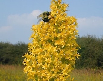 Bulk Showy Goldenrod Seeds, Solidago Speciosa SL011C