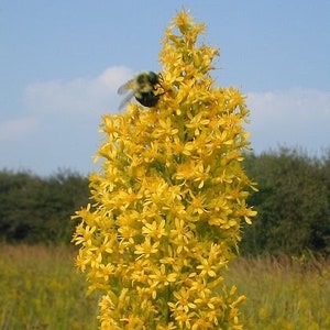Bulk Showy Goldenrod Seeds, Solidago Speciosa SL011C