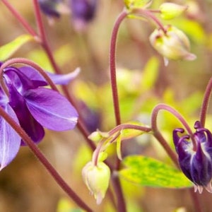 RARE Variegated Columbine, Lime Frost Seeds, Purple Flowers, Flowering Shade Perennial, Aquilegia Vulgaris AQ0510 image 2