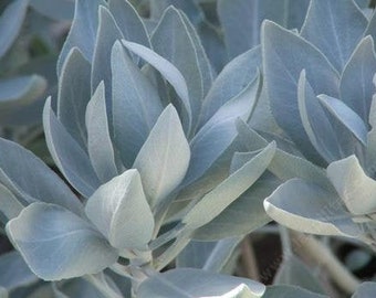 White Sage Seeds, Smudging Sage, Bee Sage, Sacred Sage, Salvia Apiana SA0750