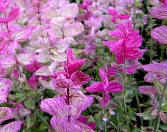 Bulk Pink Sunday Sage Seeds, Salvia Hominum SA031C