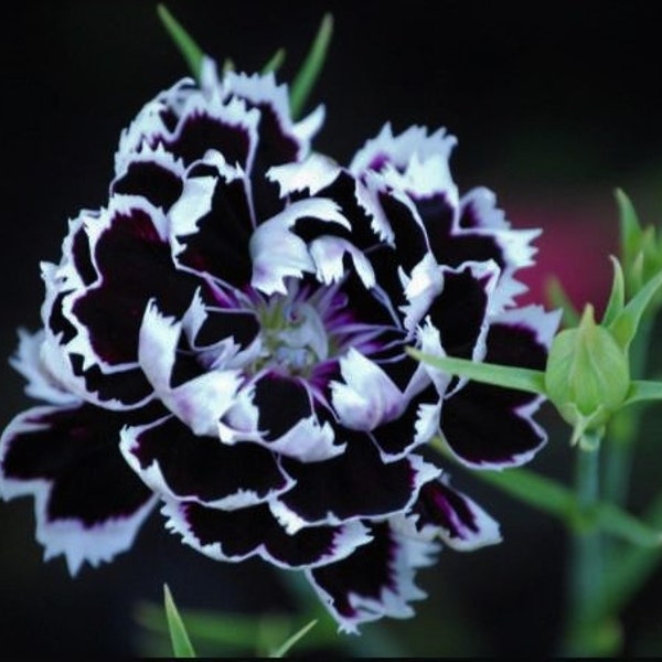 Black and White Minstrels Dianthus, Sweet William, Dianthus chinensis DI0120
