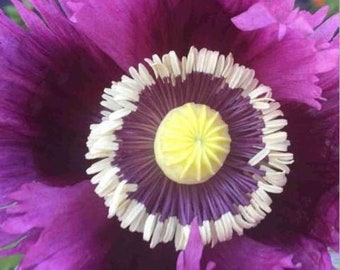 Jimi Hendrix Purple Haze Poppy Seeds, Papaver Somniferum, Fringed Flag, Certified Organic, Bread Seed Poppies PS131CR