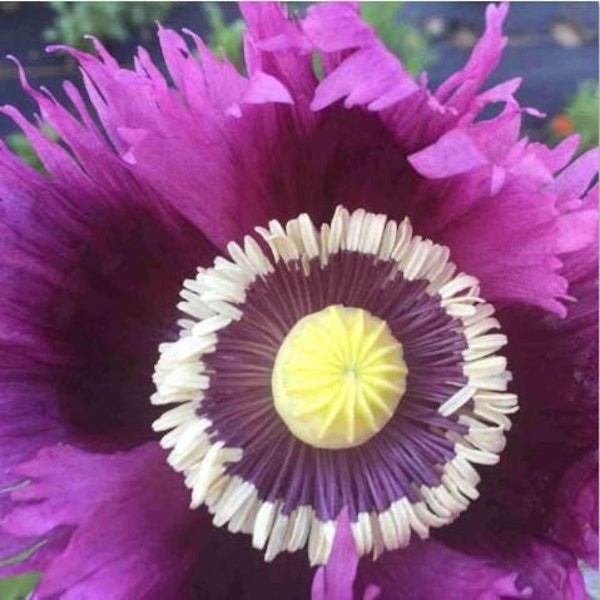 Jimi Hendrix Purple Haze Poppy Seeds, Papaver Somniferum, Fringed Flag, Certified Organic, Bread Seed Poppies PS131CR