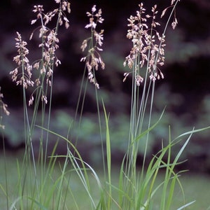 Sweetgrass Seeds, WINTER PLANTING Hierochloe Odorata, Vanilla Grass, Holy Grass, Sweet Grass Seeds HI9040R image 1