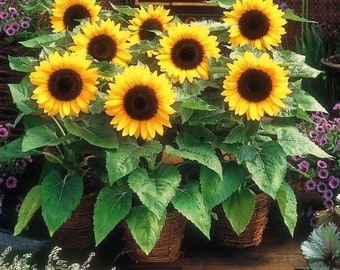 Container Dwarf Sunspot Sunflower Seeds, Miniature Helianthus Annuum HA0525