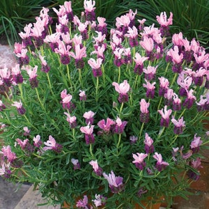 Pink Spanish Lavender seeds, Lavandula Stoechas Bandera LS0220R