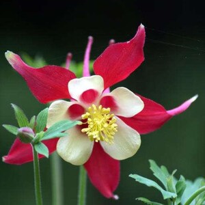 20 Crimson Star Columbine Seeds, Flowering Shade Perennial, Aquilegia Crimson Star AQ0420 image 3