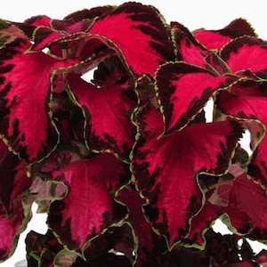 Chocolate Covered Cherry Coleus Pelleted Seeds, Indoor Shade Plant CC0310P