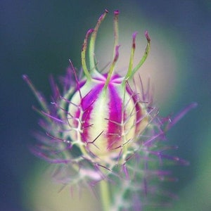 Love In A Mist Seeds, 5 Color Mix, Unusual Seed Pod, Nigella Damascena NG0150