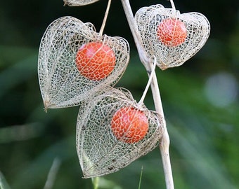 Chinese Lantern seeds, Physalis alkekengi, Red, Orange, Yellow, Green, Strawberry Ground Cherry PH0125R