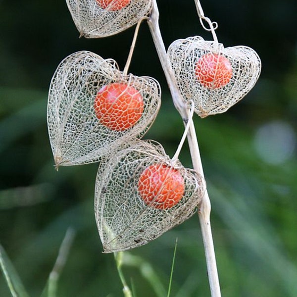 Chinese Lantern seeds, Physalis alkekengi, Red, Orange, Yellow, Green, Strawberry Ground Cherry PH0125R