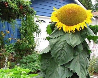 Mongolian Giant Sunflower Seeds, Huge Sunflower, Helianthus Annuum HA0720