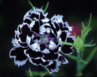 Black and White Minstrels Dianthus, Sweet William, Dianthus chinensis DI0120