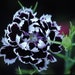 see more listings in the Perennial Seeds section