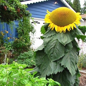 Mongolian Giant Sunflower Seeds, Huge Sunflower, Helianthus Annuum HA0720