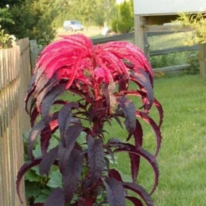 50 Molten Fire Amaranth Seeds, Edible plants, Amaranthus Gangeticus AM0350 image 2