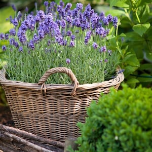 English Lavender seeds, Lavandula Augustifolia, Vera LA011C