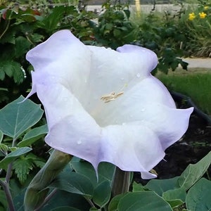 Sacred Fragrant Moon Flower, Datura Wrightii DA0310