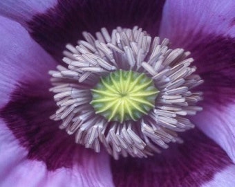 Rare Large Lilac Poppy Seeds, Papaver Somniferum, Certified Organic, Purple Bread seed poppies PS301CR