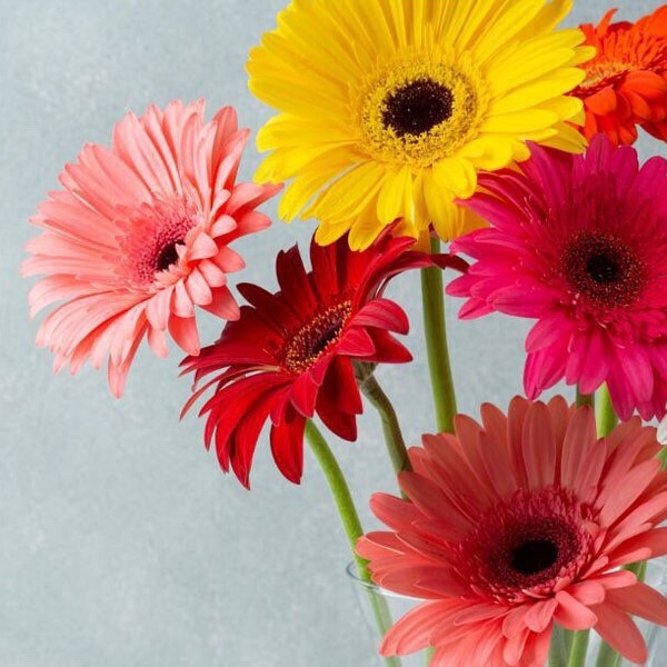 Giant Gerbera Daisy Hybrid Seeds Mix, Gerbera Jamesonii GE0110